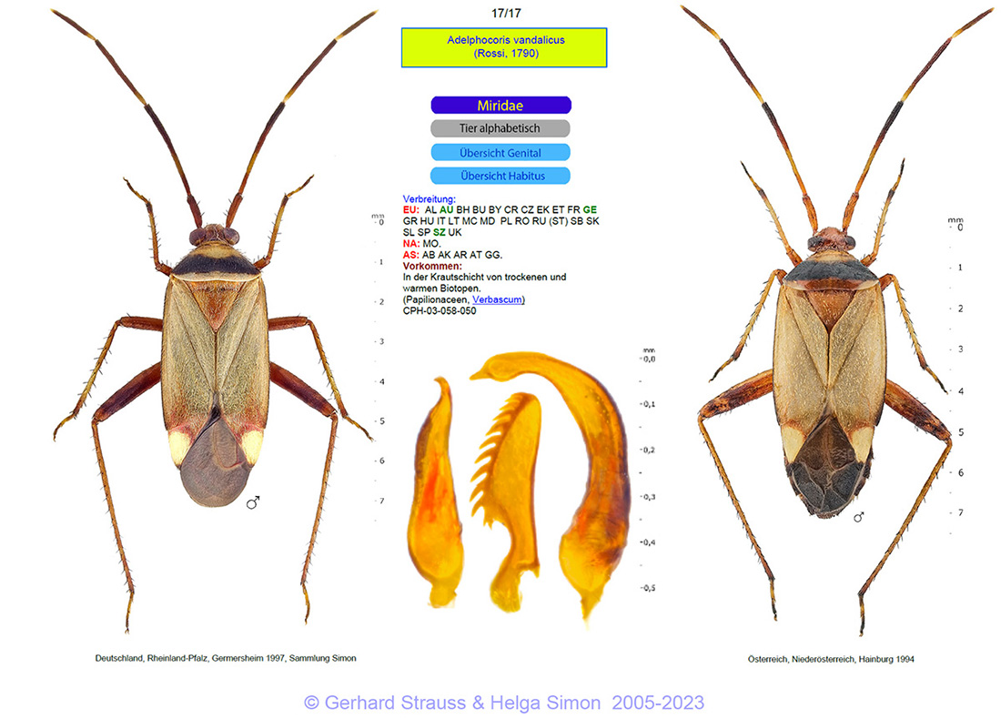 b_adelphocoris